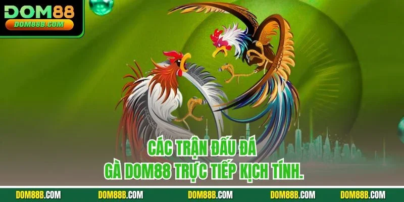 Các trận đấu đá gà Dom88 trực tiếp kịch tính.